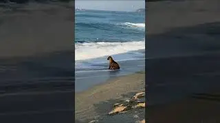 Первый раз видит море⁠⁠