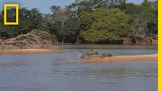 Jaguar Attacks Crocodile Cousin (EXCLUSIVE VIDEO) | National Geographic