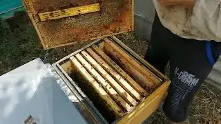 Можно и так Изоляция матки на зиму на июльском расплоде.