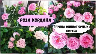 Розы Кордана - миниатюрная группа сортов.