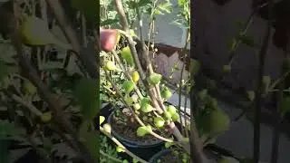 Инжир в Ставрополе