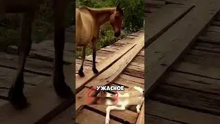 Почему лошадь разгромила магазин? 😱