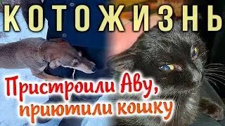 ПРИСТРОИЛИ СОБАЧКУ АВУ, ПРИЮТИЛИ ЕЩЕ ОДНУ КОШКУ😻КОТОЖИЗНЬ