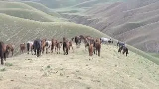 Semental Corindón caballos . Encuentro de primavera con yeguas Cavalos horsesYegua revolucionando