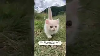 Cats Meow Sounds to Make Your Cat to Come to You Sounds that attract cats 🙀Realistic multiple loud😍🤣