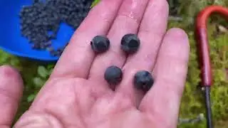 Сбор черники.