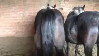 Пукающий_конь