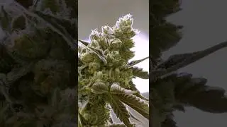 #cannabis