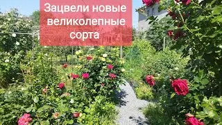 Розы в моём саду +20 сортов