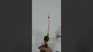 Два красавца Харюзца одинаковых с ларца