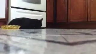 Catnip Trip
