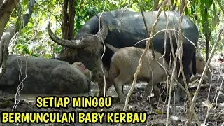 SHARING SINGKAT UNTUK INVESTASI CALON PETERNAK KERBAU PEMULA