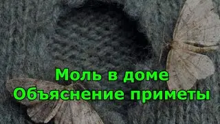 Моль в доме. Популярное объяснение приметы.