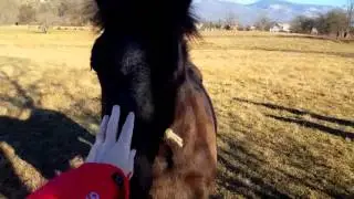Horse and the dog greeting us