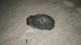 Hedgehog fell into a cat trap