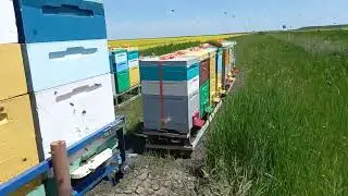 Пасека на рапсе 2022
