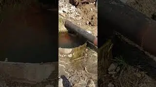 Вырубка краснокнижных деревьев и кустов Кацивели ЮБК