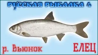 РР4 ВЬЮНОК ЕЛЕЦ / РУССКАЯ РЫБАЛКА 4 ВЬЮНОК ЕЛЕЦ / RUSSIAN FISHING 4 DACE