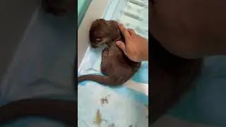 The Blind Otter Zippy Won't Eat Without Giant Tiger Prawns