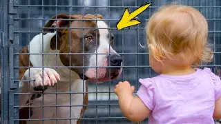 The sick pit bull was rejected by everyone. What a 2-year-old girl did moved everyone!