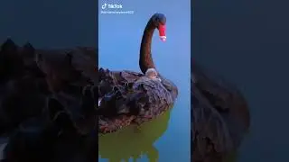 красивая черная лебедь с малышом 