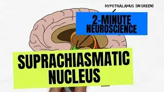 2-Minute Neuroscience: Suprachiasmatic Nucleus