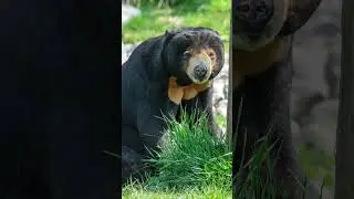 Why Are They Called Sun Bears? | NATURE Shorts | PBS