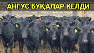 100 Bosh Aberdin Angus Buqalar Keldi 100%Anguslar 