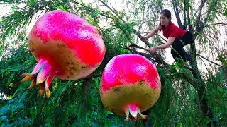 Harvesting pomegranate & Goes To Market Sell | Gardening And Cooking | Lý Tiểu Vân