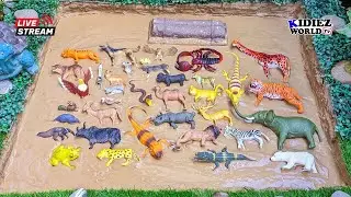 Muddy Zoo Animals VS Sea Animals and Insects | Fun Learning for Kids | Kidiez World TV Live