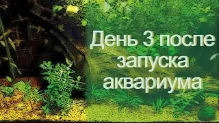 Аквариумные будни. 3 день после запуска аквариума.