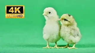 Green Screen - Chicken 4k 2023 #7