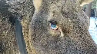 Не вошедшие фрагменты с лосиной фермы.