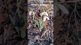 Весна зимой, подснежники из сказки 😍 