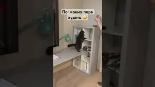 Коту пора худеть 