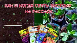 ПОСЕЙТЕ В ЭТОМ ГОДУ САМЫЕ КРАСИВЫЕ ЦВЕТЫ НА РАССАДУ.ЭТИ МАЛЕНЬКИЕ РОЗОЧКИ ЦВЕТУТ ДО ЗАМОРОЗКОВ