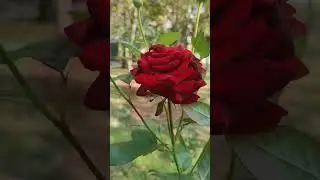 Бирюлёвская красавица! 🌹