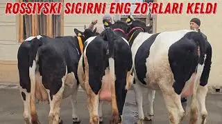 😳😳😳 Rossiyski Sigirlarni Poshsholari Keldi 🔥🔥🔥