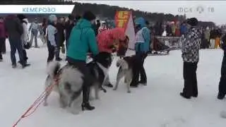 Четвероногие спортсмены