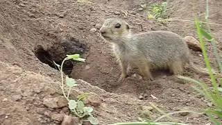 Как звонко пищит суслик из своей норки
