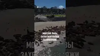 Большая часть животных на пляже – самцы #природа #животные #рго