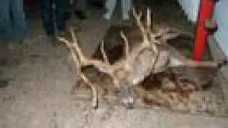 Huge Kentucky Buck - Verified