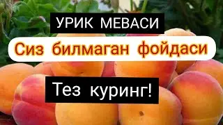 УРИК МЕВАСИНИНГ ФОЙДАСИ ВА ЗАРАРИ