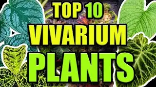 TOP 10 FAVORITE VIVARIUM PLANTS!!