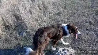 A Shot Gun Extreme Speed herding farm  border collie. Пастушья собака бордер  колли- на ферме овец