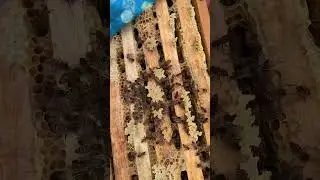 Улей из пеноплекса