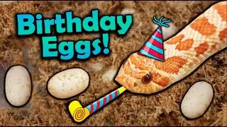 My Favorite Snake Laid Eggs on my Birthday!