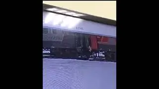 Кот Твикс, которого проводница выбросила из вагона, погиб