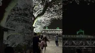 Cherry Bloom season finally in full swing in Tokyo 🇯🇵🌸 