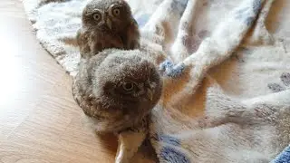 Little owls are living dust balls